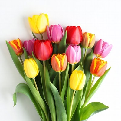 Colorful Tulips Bouquet on White