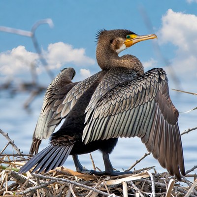 Double-crested cormorant spreading wings
