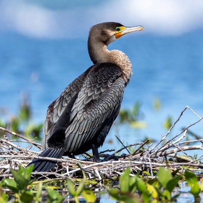 Double-crested cormorant on nest