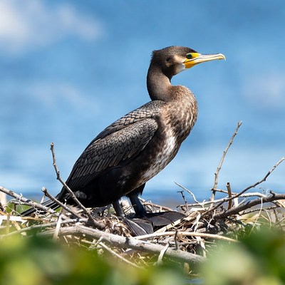 Double-crested Cormorant on Nest