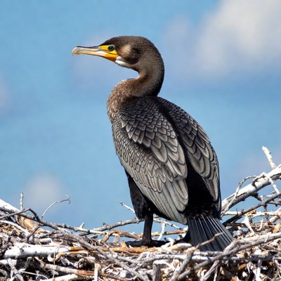 Double-crested Cormorant on Nest