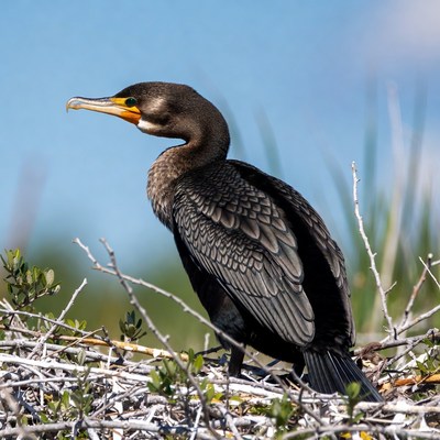Double-crested Cormorant on branches