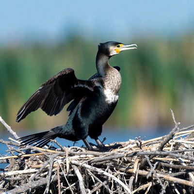 Double-crested cormorant spreading wings on nest