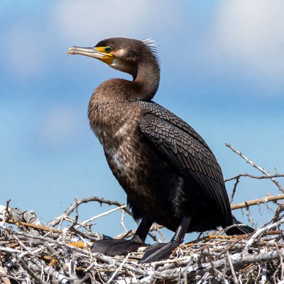 Double-crested Cormorant on Nest