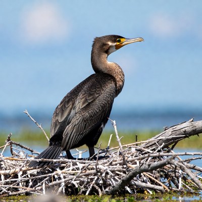 Double-crested Cormorant on Nest