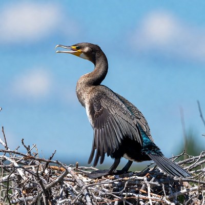 Double-crested Cormorant on Nest