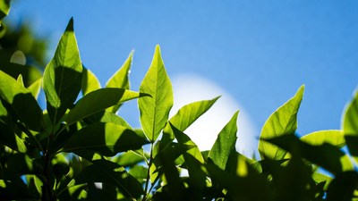 Green leaves against blue sky