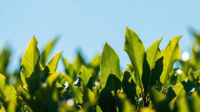 Green leaves against blue sky