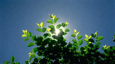 Green leaves silhouetted against sun