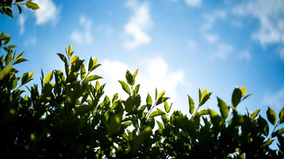 Green leaves against blue sky