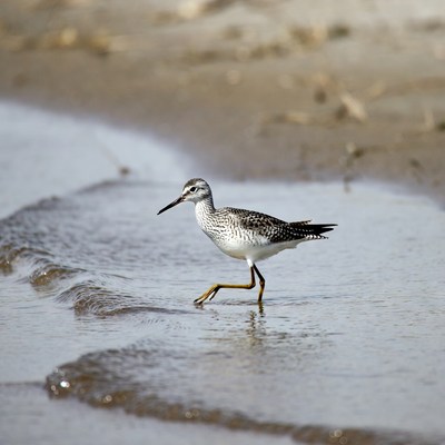 Semipalmated Sandpiper walking on beach