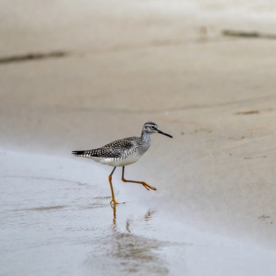 Semipalmated Sandpiper on beach