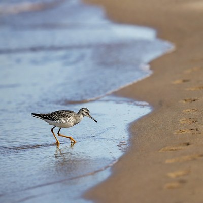 Semipalmated Sandpiper walking on beach