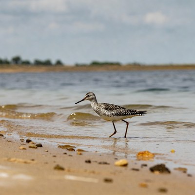 Semipalmated Sandpiper on beach