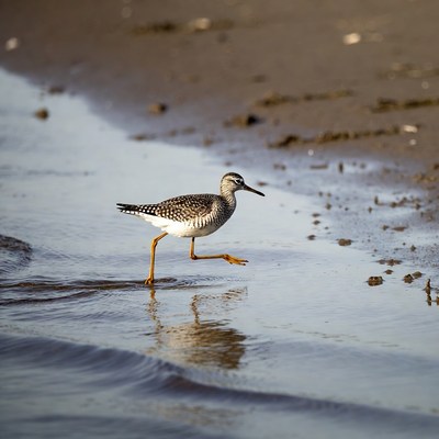 Black-bellied Plover walking on beach