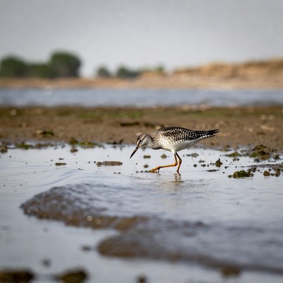 Spotted Redshank wading in shallow water