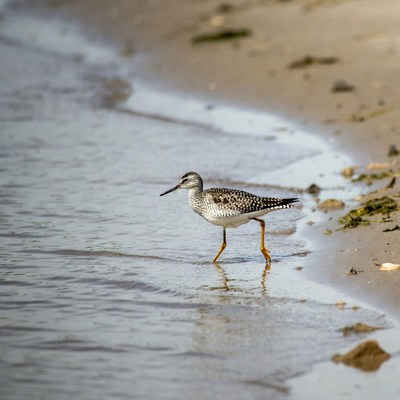 Semipalmated Sandpiper walking on beach