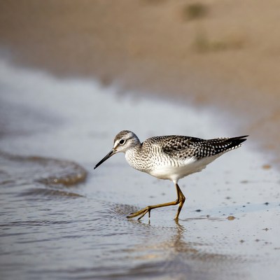 Semipalmated Sandpiper on beach