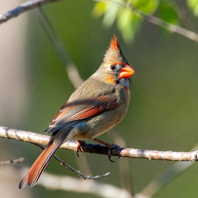 Northern Cardinal perched on branch
