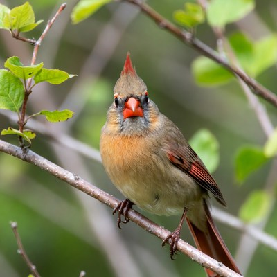 Northern Cardinal perched on branch