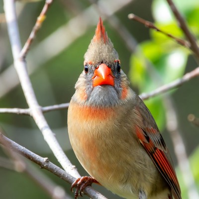 Northern Cardinal perched on branch