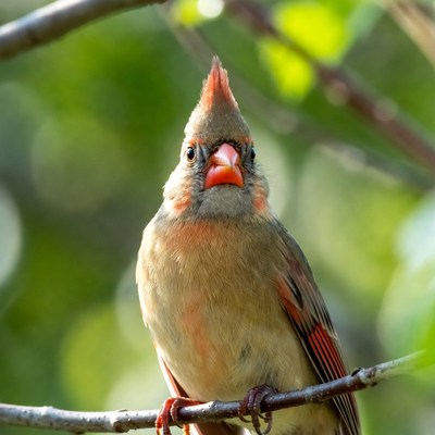 Northern Cardinal perched on branch