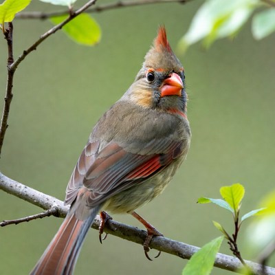 Northern Cardinal perched on branch