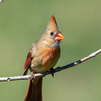 Northern Cardinal perched on branch