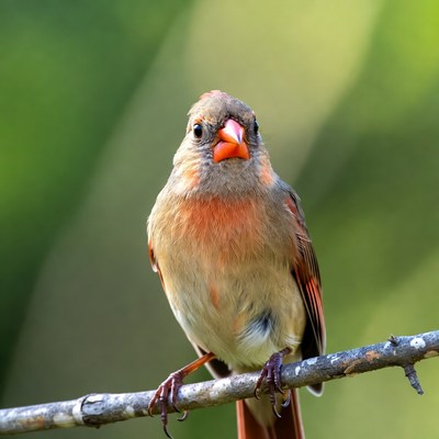 Northern Cardinal perched on branch