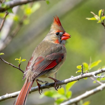 Northern Cardinal perched on branch