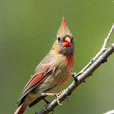 Northern Cardinal perched on branch