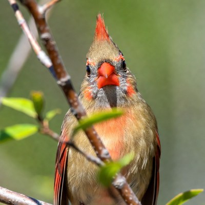 Northern Cardinal perched on branch