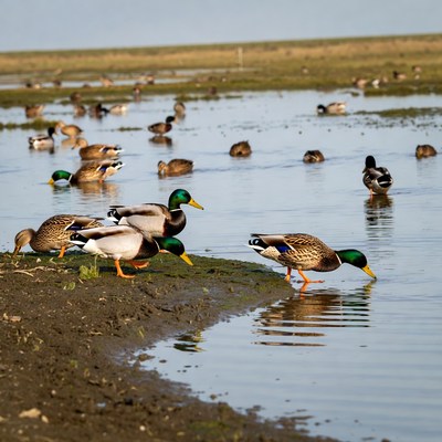 Mallard Ducks Foraging in Marsh