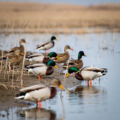 Group of Mallard Ducks in Marsh