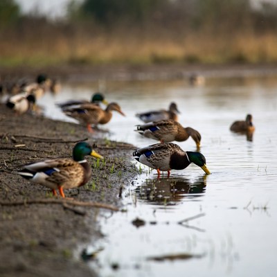 Mallard ducks drinking at water edge