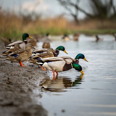 Mallard ducks drinking at water edge
