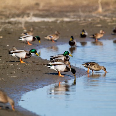 Mallard Ducks Foraging at Water Edge