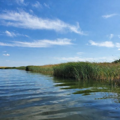 Reeds by Calm Lake Waters