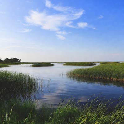 Scenic Marsh with Reeds and Calm Water