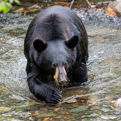 Black bear wading in stream