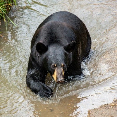 Black bear wading in stream