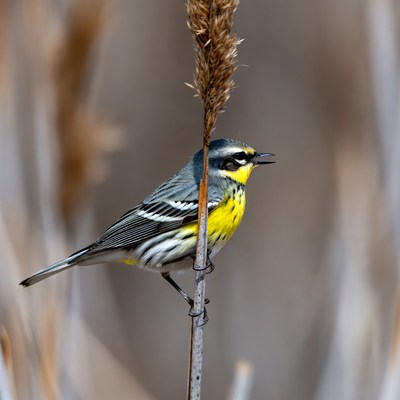 Yellow-rumped Warbler on Reed
