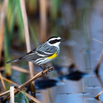 Yellow-rumped Warbler on Marsh Perch