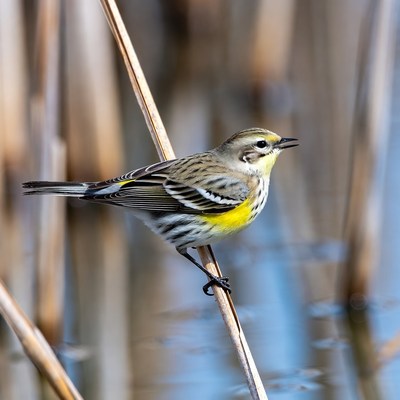 Savannah Sparrow on Reed
