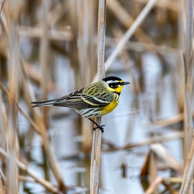 Yellow-rumped Warbler on Reed