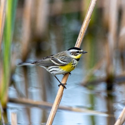Yellow-rumped Warbler on Reed