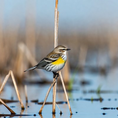 Western Meadowlark perched on reed