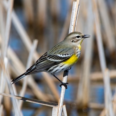 Yellow-rumped Warbler on reed