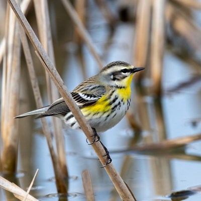 Yellow-rumped Warbler on cattail