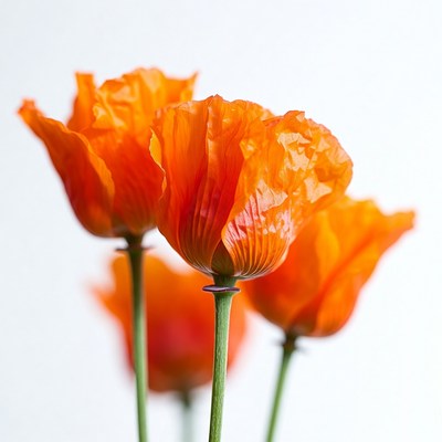 Orange Poppy Flowers on White Background